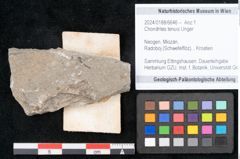 Foto (Objekt + Etikett) von Chondrites tenuis Unger (NHMW-GEO-2024-0188-6646)